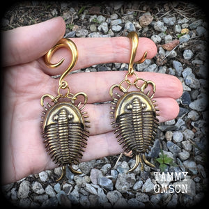 Trilobite ear weights Fossil ear weights Brass ear weights 0 gauge ear weights Gauged earrings Beetles Insect ear weights Trilobite beetle fossils Gauged ears Stretched ears Stretched lobes 4mm 6mm 8mm 10mm 12mm 14mm 16mm 19mm 22mm 25mm 28mm 30mm 