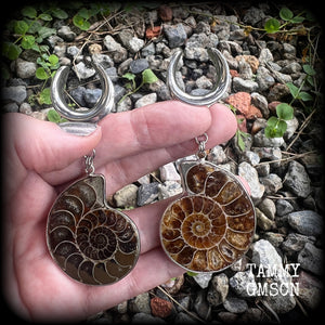 Ammonite fossil earrings made for 19mm stretched lobes with a cradle style hook.
These are big beautiful earrings available from 4mm up to 30mm.