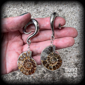 Ammonite earrings Ammonite ear hangers Ammonite ear weights Ammonite jewelry Ammonite jewellery Fossil earrings Fossil jewelry Fossil ear weights Gauged earrings Nautilus jewelry Nautilus earrings 6mm 8mm 10mm 12mm 14mm 16mm 19mm 22mm 25mm 28mm 30mm 