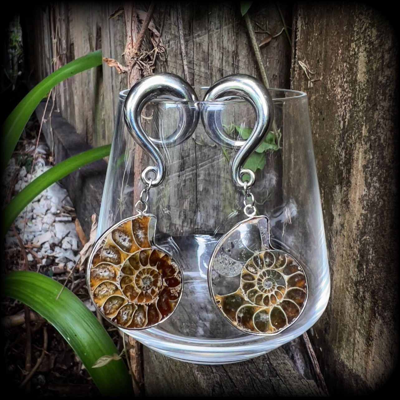 Ammonite earrings Ammonite ear hangers Ammonite ear weights Ammonite jewelry Ammonite jewellery Fossil earrings Fossil jewelry Fossil ear weights Gauged earrings Nautilus jewelry Nautilus earrings 6mm 8mm 10mm 12mm 14mm 16mm 19mm 22mm 25mm 28mm 30mm 